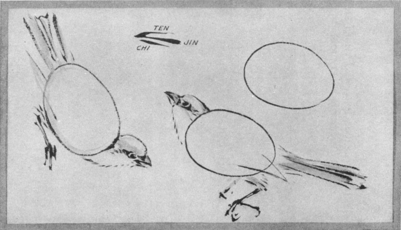Bird and Its Subdivisions. Plate XXII. Bird and Its Subdivisions. Plate XXII.