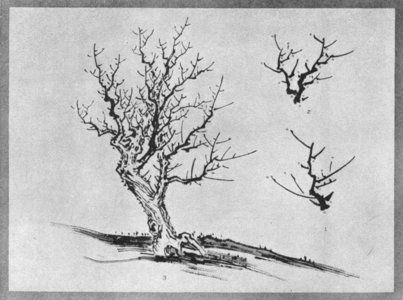 Skeleton of a Forest Tree (1) Same Developed (2). Tree Completed in structure (3). Plate XXIX. Skeleton of a Forest Tree (1) Same Developed (2). Tree Completed in structure (3). Plate XXIX.