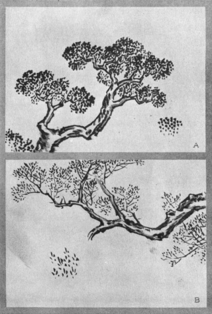 Pepper-Seed Dot (a). Mouse-Footprint Dot (b). Plate XXXIV. Pepper-Seed Dot (a). Mouse-Footprint Dot (b). Plate XXXIV.