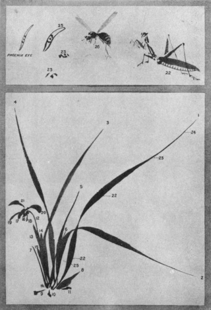 The Orchid Plant and Flower. Plate LII. The Orchid Plant and Flower. Plate LII.