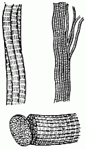 Muscle fibres highly magnified Bundle of fibres. Tubes of one fibre. Proper carving of fibres—across the grain. Muscle fibres highly magnified Bundle of fibres. Tubes of one fibre. Proper carving of fibres—across the grain.