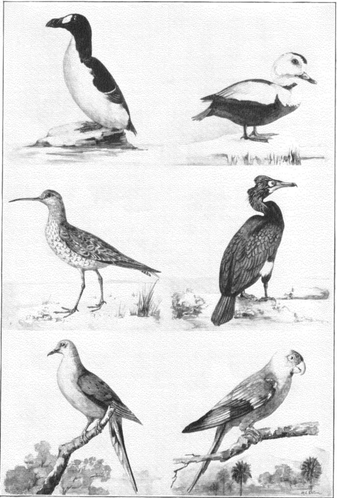 Six Recently Exterminated North American Birds