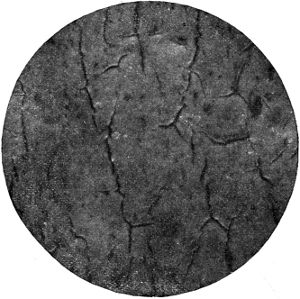 Form. 45