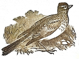 image025