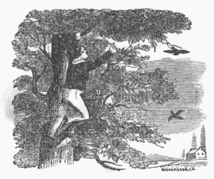 Up a Tree Up a Tree