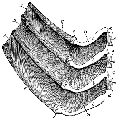 Image unavailable: Fig. 14.—View of Four Ribs of the Dog with the Intercostal Muscles.  a. The bony rib; b, the cartilage; c, the junction of bone and cartilage; d, unossified; e, ossified, portions of the sternum. A. External intercostal muscle. B. Internal intercostal muscle. In the middle interspace, the external intercostal has been removed to show the internal intercostal beneath it.