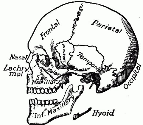 Fig. 100—The skull (Huxley). The illustration shows most of the bones of the skull. Fig. 100