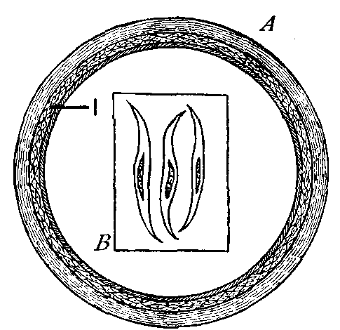 Fig. 111—Non-striated muscle cells. A. Cross section of small artery magnified, showing (1) the layer of non-striated cells. B. Three non-striated cells highly magnified. Fig. 111