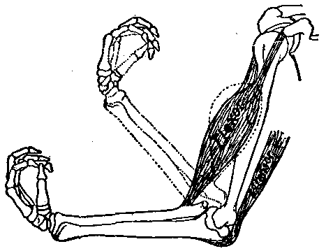 Fig. 114—The muscle pair that operates the forearm. For names of these muscles, see Fig. 119. Fig. 114