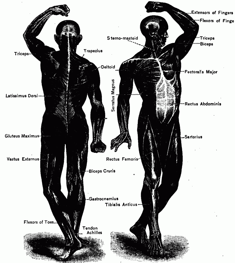 Fig. 119—Back and front views of important muscles. Fig. 119