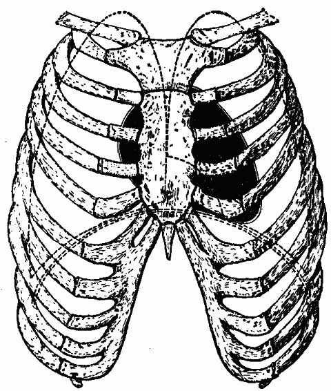 Fig. 13—Heart in position in thoracic cavity. Dotted lines show positin of diaphragm and of margins of lungs. Fig. 13