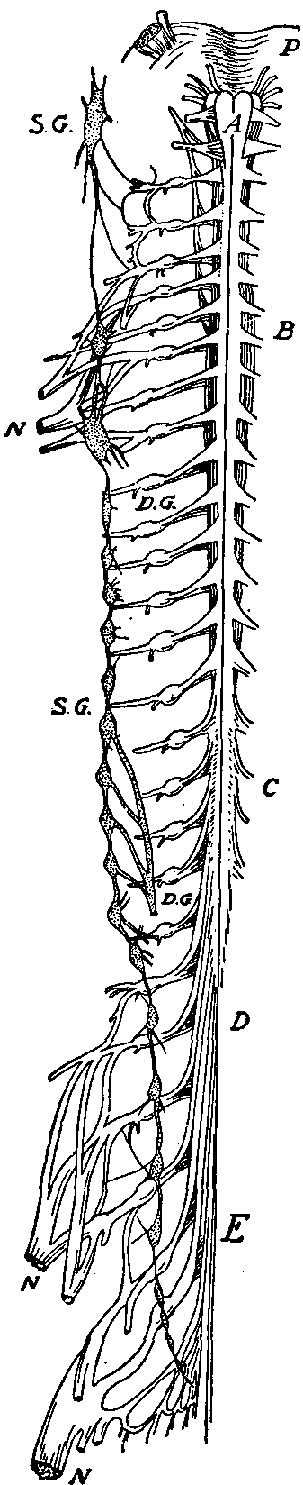 Fig. 133—Spinal cord, showing on one side the nerves and ganglia with which it is closely related in function. A. Bulb. B. Cervical enlargement. C. Lumbar enlargement. D. Termination of cord. E. Nerve roots that occupy the spinal cavity below the cord. P. Pons. D.G. Dorsal root ganglia. S.G. Sympathetic ganglia. N. Nerve trunks to upper and lower extremities. Fig. 133