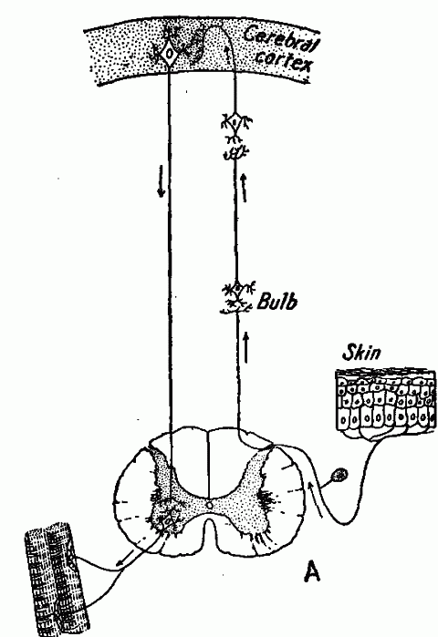Fig. 140—Diagram of a voluntary action pathway. Fig. 140