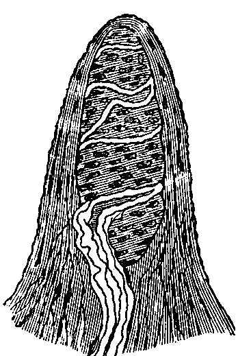 Fig. 144—A touch corpuscle highly magnified. (See text.) Fig. 144