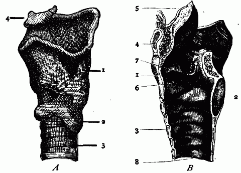 Fig. 149—The larynx.—A. Outside view. B. Vertical section through larynx, showing inside. 1. Thyroid cartilage. 2. Cricoid cartilage. 3. Trachea. 4. Hyoid bone. 5. Epiglottis. 6. Vocal cord. 7. False vocal cord. 8. Lining of mucous membrane. Fig. 149