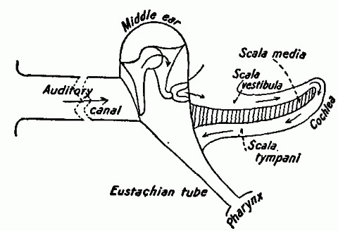 Fig. 154—Diagram illustrating passage of sound waves through the ear. Fig. 154
