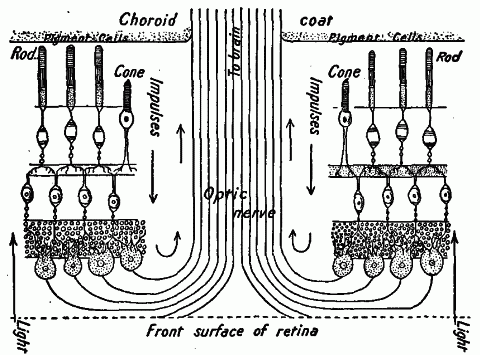 Fig. 160—Diagram showing main nervous elements in the retina. Light waves stimulate the rods and cones at back surface of the retina, starting impulses which excite the ganglion cells at the front surface. Fibers from the ganglion cells pass into the optic nerve. Fig. 160