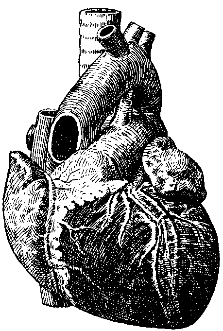 Fig. 24—Model for demonstrating the heart. Fig. 24