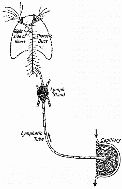 Fig. 30—Diagram showing general movement of lymph from the place of relatively high pressure at the lymph spaces to the place of relatively low pressure in the thoracic cavity. Fig. 30