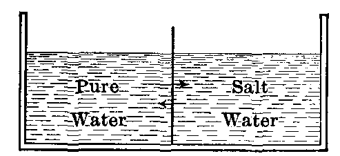 Fig. 31—Vessel with an upright membranous partition for illustrating osmosis. Fig. 31