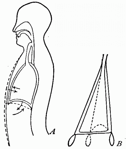 Fig. 41—Diagram illustrating the bellows principle in breathing. A. The human bellows. B. The hand bellows. Compare part for part. Fig. 41