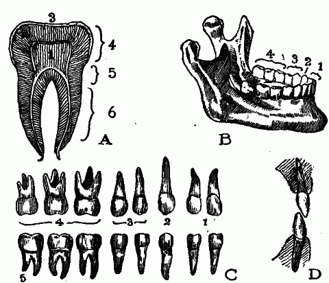 Fig. 65—The teeth. A. Section of a single molar. 1. Pulp. 2. Dentine. 3. Enamel. 4. Crown. 5. Neck. 6. Root. B. Teeth in position in lower jaw. 1. Incisors. 2. Canine. 3. Biscuspids. 4. Molars. C. Upper and lower teeth on one side. 1. Incisors. 2. Canines. 3. Biscuspids. 4. Molars. 5. Wisdom. D. Upper and lower incisor, to show gliding contact. Fig. 65