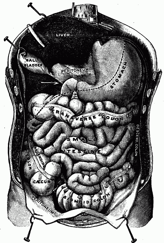 Fig. 71—Abdominal cavity with organs of digestion in position. Fig. 71