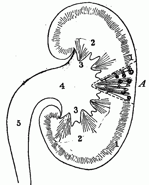 Fig. 88—Sectional view of kidney. 1. Outer portion or cortex. 2. Medullary portion. 3. Pyramids. 4. Pelvis. 5. Ureter. A. Small section enlarged to show the tubules and their connection with the capsules. Fig. 88