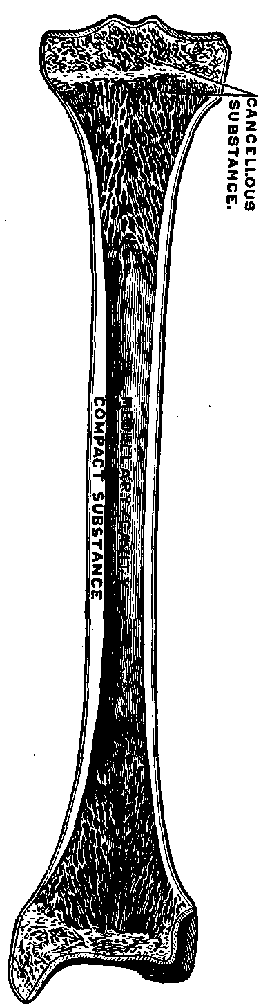 Fig. 93—Section of a long bone (tibia), showing the gross structure. Fig. 93