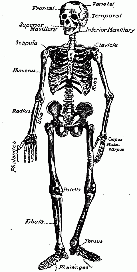 Fig. 97—The human skeleton. Fig. 97