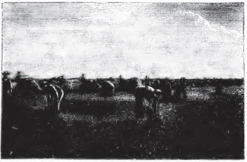 Harvesting on the Bell Farm, Indian Head, N.W.I.