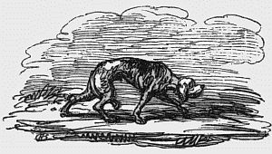 Dog cowering away