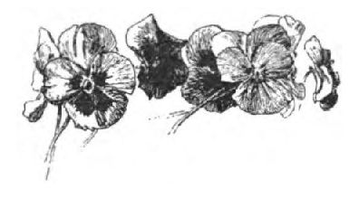 0066m