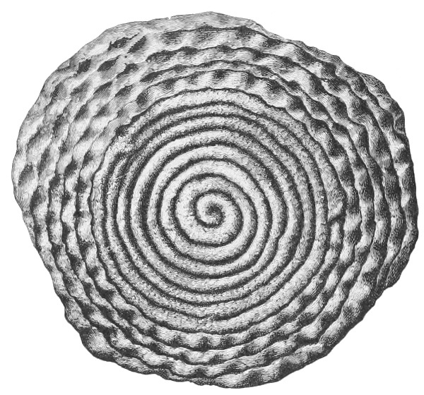 Beginning of the coil. Fig. 217