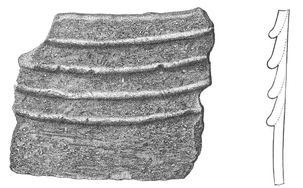 Coiled and plain surface. Fig. 220