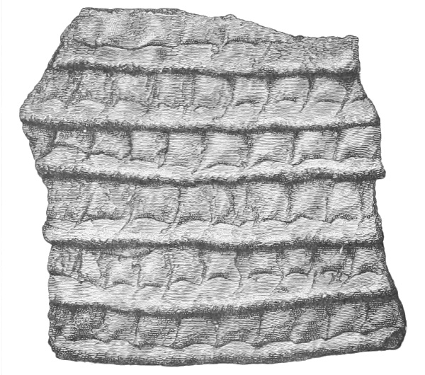 Nail indentions. Fig. 224
