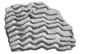 Wave-like indentation. Fig. 225