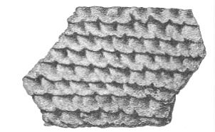 Wave-like indentation. Fig. 226