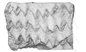 Impression of finger tips. Fig. 227