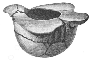 Bird shaped cup: Tusayan. Fig. 360.