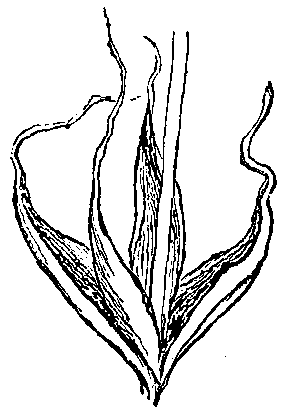 Fig. 1. Leaves of a moss.