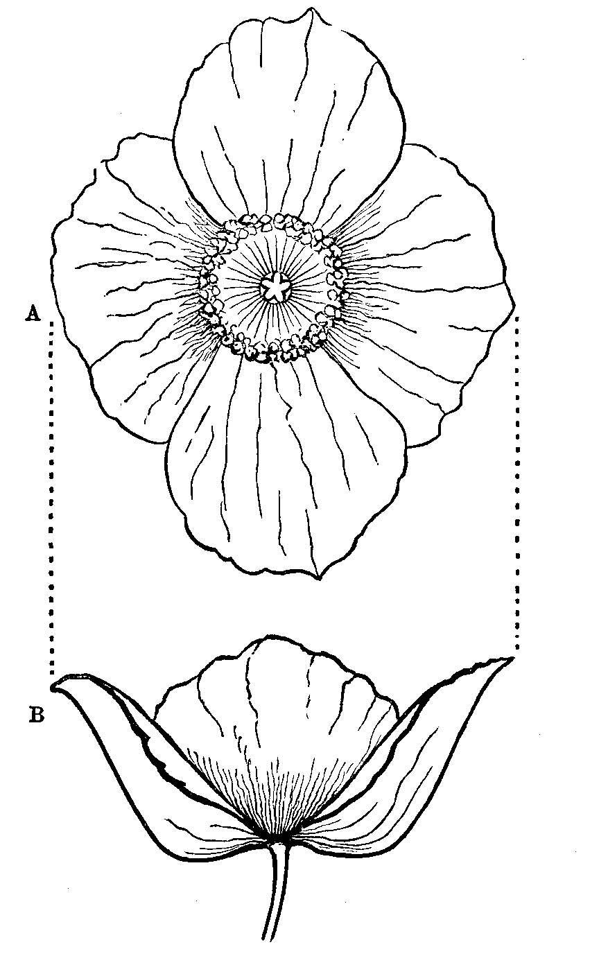 Fig. 10. Meconopsis Cambrica.