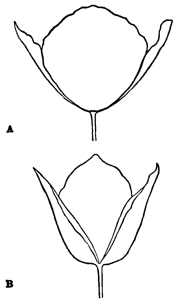 Fig. 11. Meconopsis Cambrica in profile.