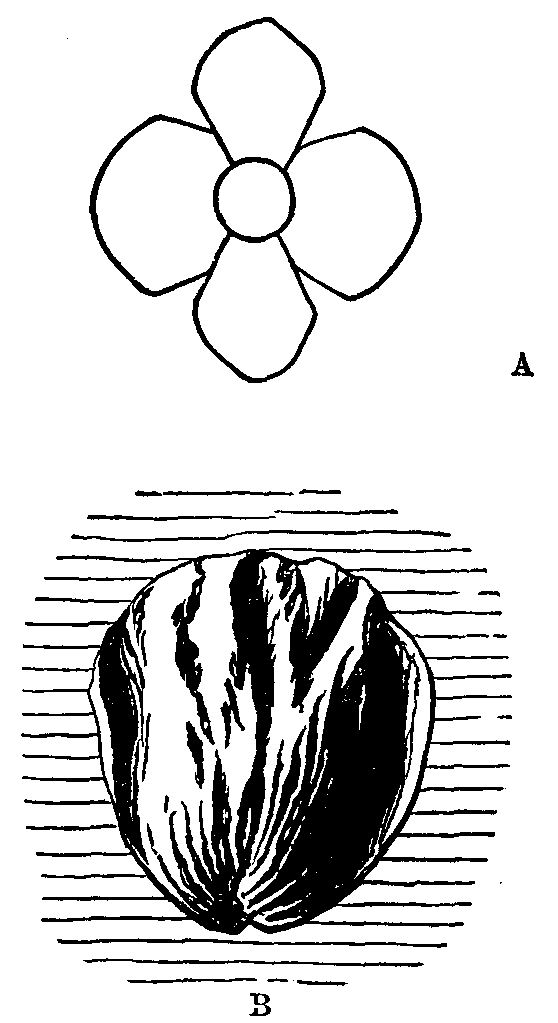 Fig. 12. The artists sketch of poppyness.