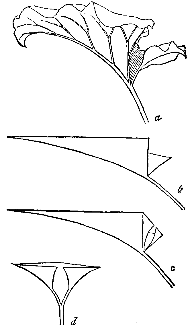 Fig. 13. Burdock leaf