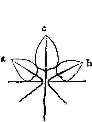 Fig. 16. Three separate leaves.