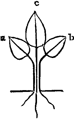 Fig. 17. Three leaves forming a stem.