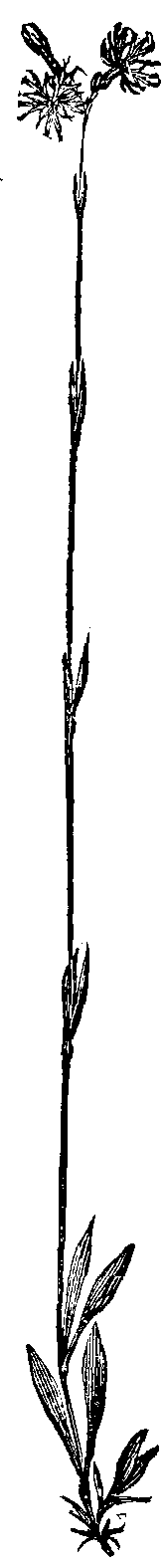 Fig. 18. Ragged Robin.