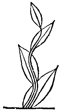 Fig. 19. Monocot plant.