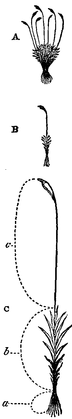 Fig. 2. Detail of Dicranum cerviculatum.